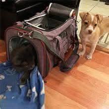 Airline Approved Soft Pet Carrier Cat Handbag Self Locking Zip - petsbene