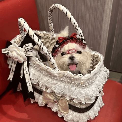 Portable Pet Outing Basket Summer Breathable Cat Dog Carrier Backpack for Maltese Small Dogs Lightweight and Comfortable - petsbene